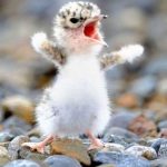 25 animais que não conseguem esconder mais suas emoções18