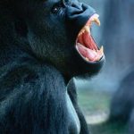 25 animais que não conseguem esconder mais suas emoções19