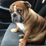 25 animais que não conseguem esconder mais suas emoções2