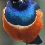 25 animais que não conseguem esconder mais suas emoções20