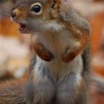 25 animais que não conseguem esconder mais suas emoções21