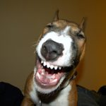 25 animais que não conseguem esconder mais suas emoções23