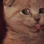 25 animais que não conseguem esconder mais suas emoções4