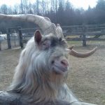 25 animais que não conseguem esconder mais suas emoções6