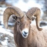 25 animais que não conseguem esconder mais suas emoções7