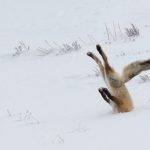 25 animais que não conseguem esconder mais suas emoções8