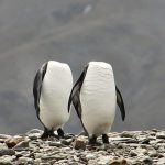 25 animais que não conseguem esconder mais suas emoções9