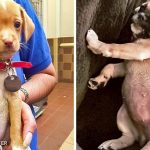 25 fotos de animais que irão ajudar você a chegar ao final do dia-capa