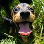 25 fotos de animais que irão ajudar você a chegar ao final do dia1