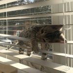 25 fotos de animais que irão ajudar você a chegar ao final do dia11