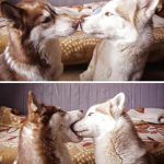 25 fotos de animais que irão ajudar você a chegar ao final do dia12