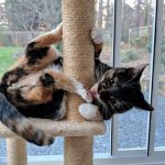 25 fotos de animais que irão ajudar você a chegar ao final do dia13