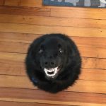 25 fotos de animais que irão ajudar você a chegar ao final do dia14