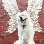 25 fotos de animais que irão ajudar você a chegar ao final do dia15