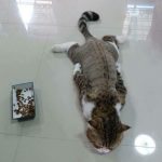 25 fotos de animais que irão ajudar você a chegar ao final do dia17