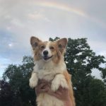 25 fotos de animais que irão ajudar você a chegar ao final do dia18