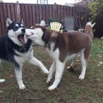 25 fotos de animais que irão ajudar você a chegar ao final do dia2