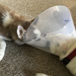 25 fotos de animais que irão ajudar você a chegar ao final do dia25