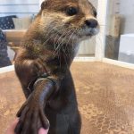 25 fotos de animais que irão ajudar você a chegar ao final do dia3