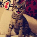 25 fotos de animais que irão ajudar você a chegar ao final do dia4