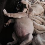 25 fotos de animais que irão ajudar você a chegar ao final do dia5