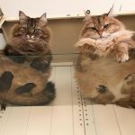 25 fotos de animais que irão ajudar você a chegar ao final do dia6