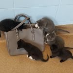 25 fotos de animais que irão ajudar você a chegar ao final do dia7