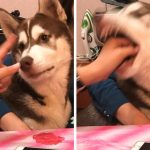 25 fotos de animais que irão ajudar você a chegar ao final do dia8