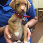 25 fotos de animais que irão ajudar você a chegar ao final do dia9