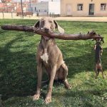 30 fotos dessas maravilhosas criaturas totalmente hilárias a quem chamamos de cachorros1