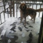 30 fotos dessas maravilhosas criaturas totalmente hilárias a quem chamamos de cachorros10