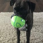 30 fotos dessas maravilhosas criaturas totalmente hilárias a quem chamamos de cachorros11