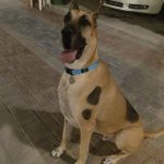 30 fotos dessas maravilhosas criaturas totalmente hilárias a quem chamamos de cachorros12