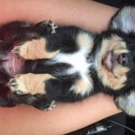 30 fotos dessas maravilhosas criaturas totalmente hilárias a quem chamamos de cachorros13