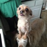 30 fotos dessas maravilhosas criaturas totalmente hilárias a quem chamamos de cachorros14