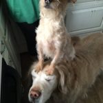 30 fotos dessas maravilhosas criaturas totalmente hilárias a quem chamamos de cachorros14-2