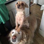 30 fotos dessas maravilhosas criaturas totalmente hilárias a quem chamamos de cachorros14-3