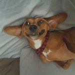 30 fotos dessas maravilhosas criaturas totalmente hilárias a quem chamamos de cachorros15