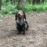 30 fotos dessas maravilhosas criaturas totalmente hilárias a quem chamamos de cachorros18