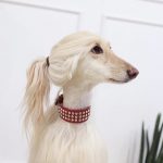 30 fotos dessas maravilhosas criaturas totalmente hilárias a quem chamamos de cachorros19