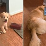 30 fotos dessas maravilhosas criaturas totalmente hilárias a quem chamamos de cachorros2