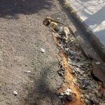 30 fotos dessas maravilhosas criaturas totalmente hilárias a quem chamamos de cachorros20