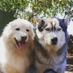 30 fotos dessas maravilhosas criaturas totalmente hilárias a quem chamamos de cachorros21