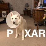 30 fotos dessas maravilhosas criaturas totalmente hilárias a quem chamamos de cachorros22