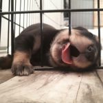 30 fotos dessas maravilhosas criaturas totalmente hilárias a quem chamamos de cachorros23