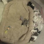 30 fotos dessas maravilhosas criaturas totalmente hilárias a quem chamamos de cachorros24