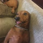 30 fotos dessas maravilhosas criaturas totalmente hilárias a quem chamamos de cachorros25