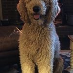 30 fotos dessas maravilhosas criaturas totalmente hilárias a quem chamamos de cachorros26-1