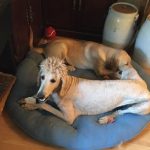 30 fotos dessas maravilhosas criaturas totalmente hilárias a quem chamamos de cachorros26-2