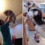 30 fotos dessas maravilhosas criaturas totalmente hilárias a quem chamamos de cachorros3